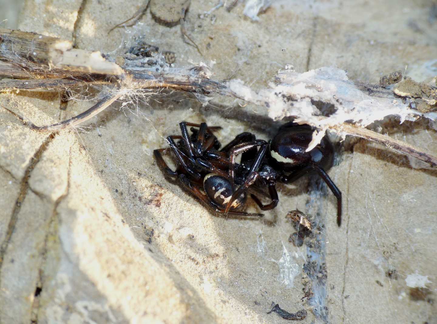 Coppia di Steatoda paykulliana